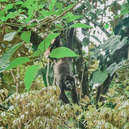 Bocas Garden Lodges Бокас-дель-Торо Экстерьер фото